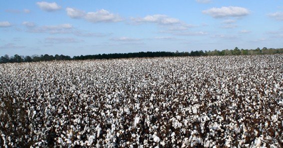 why shouuld the cotten industry move to georgia