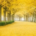 yellow spring road japan